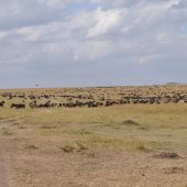  The Serengeti, TZ